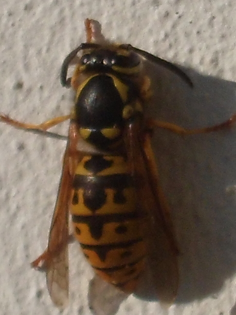 biene 002a.jpg