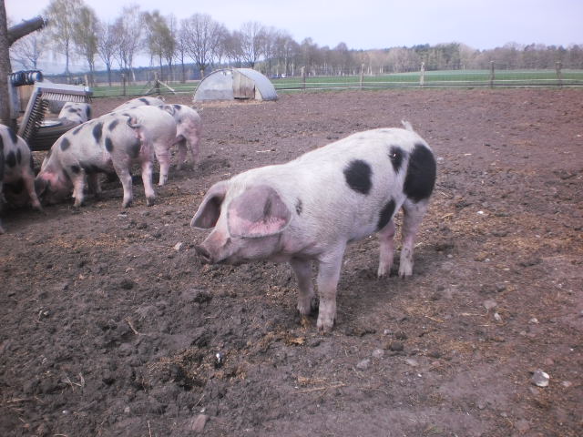 Genosse Schalppohr