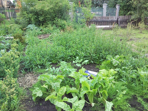 Futterrübenpflanzen am Gartenweg