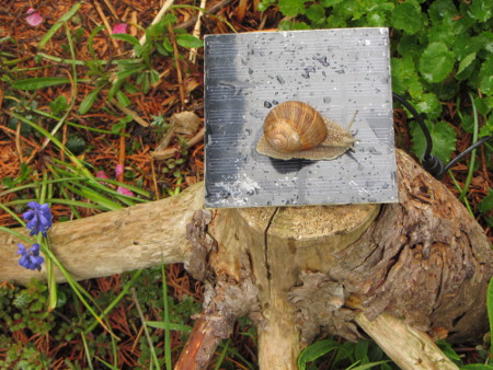 Weinbergschnecke_auf_dem_Solarpanel.jpg