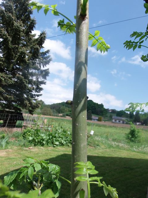 knospen.JPG