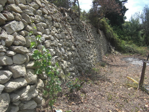 Freie Mauer mit Reben.JPG