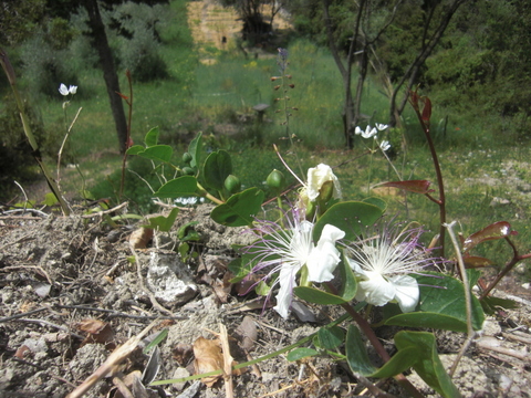 Kapernblüte.JPG