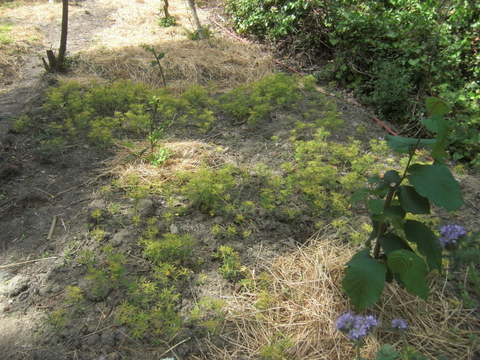 Hasel mit Lupinen.JPG