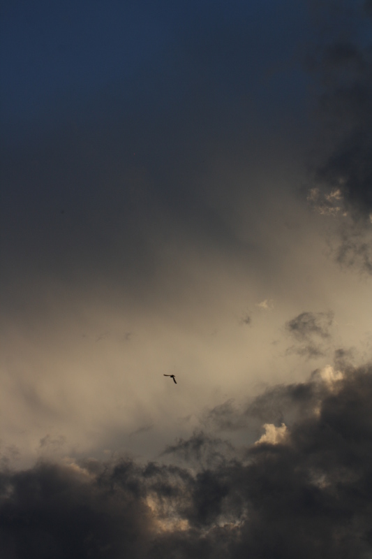 Wolken_mit_Vogel_am_10_05_2015.jpg