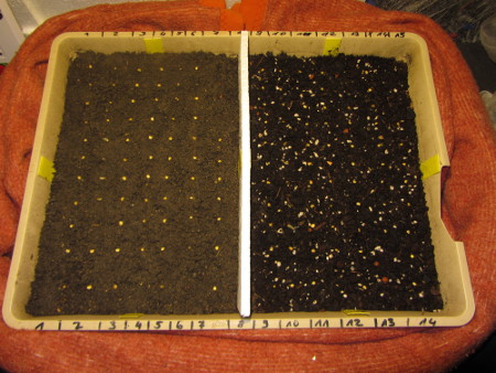 Anzucht von Paprika.jpg