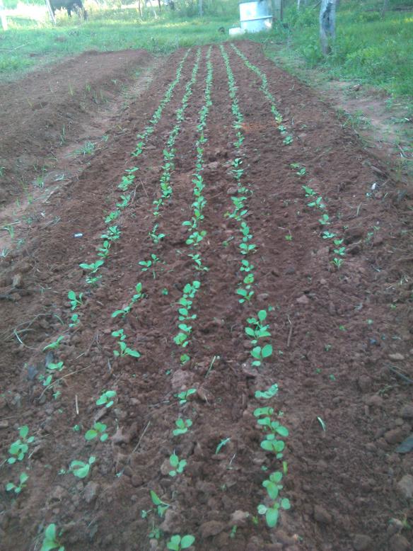 Ruccola...