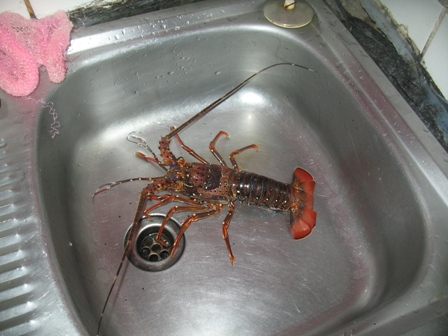 crayfish.JPG