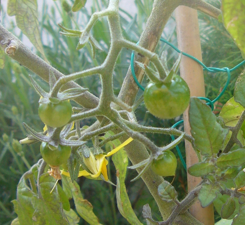 tomate.JPG