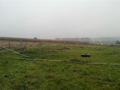 Eiche im Süden