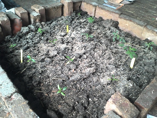 Ausgepflanzt als Platzhalter für den echten Bewuchs