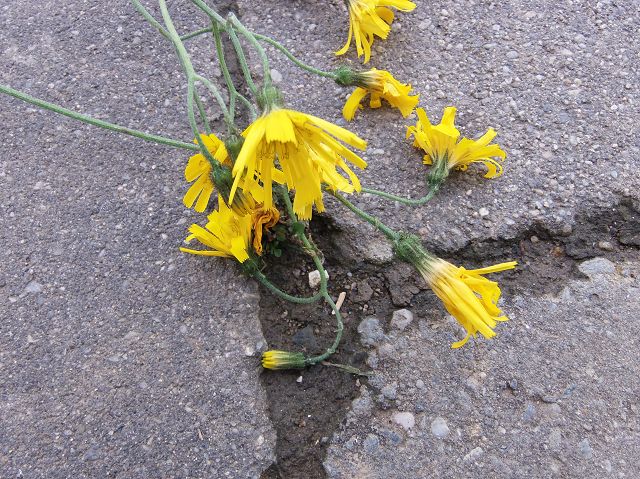 blüten.JPG