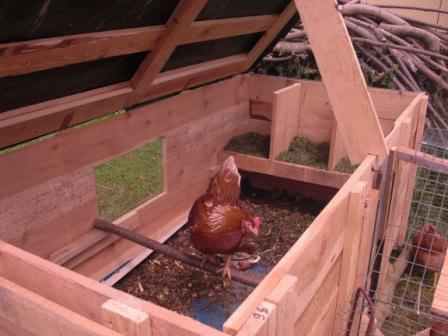 Stall mit Huhn.JPG
