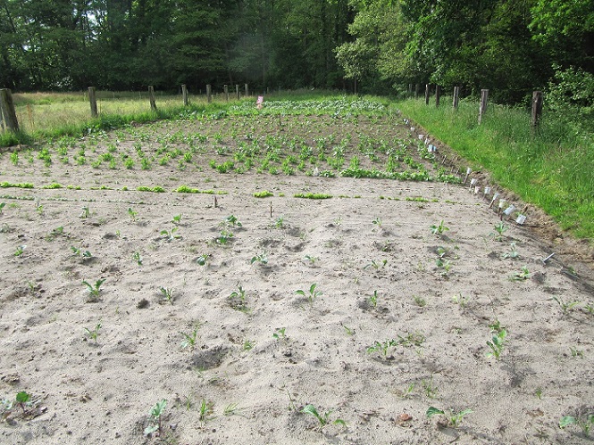 Garten2.jpg