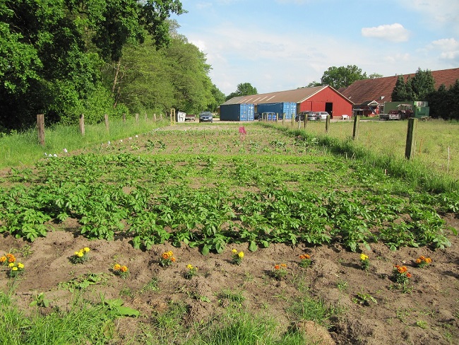 Garten3.jpg