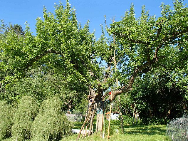 heu im obstgarten.jpg