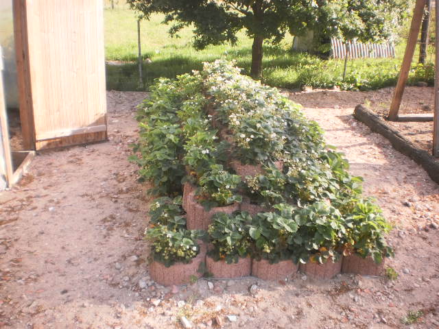 P6050002.JPG