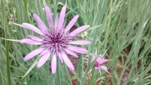 Blüte, schließt sich nachmittags