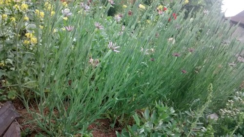 Größenvergleich zu dicken Bohnen (rechts daneben)