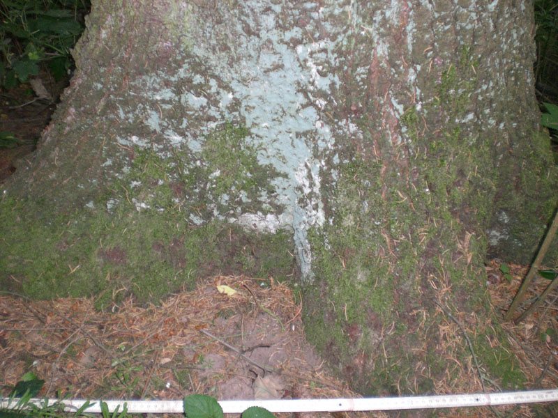 baum.JPG