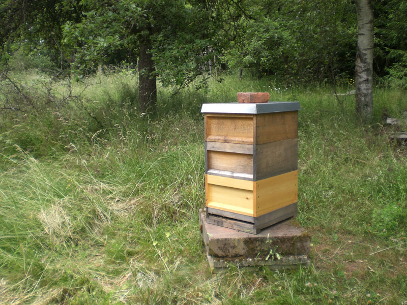 bienen.JPG