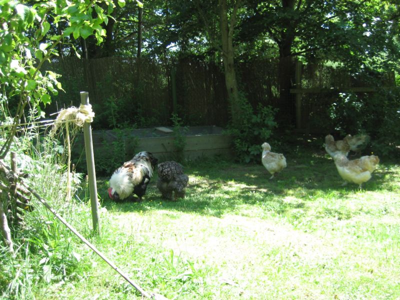 Garten62015 005.jpg