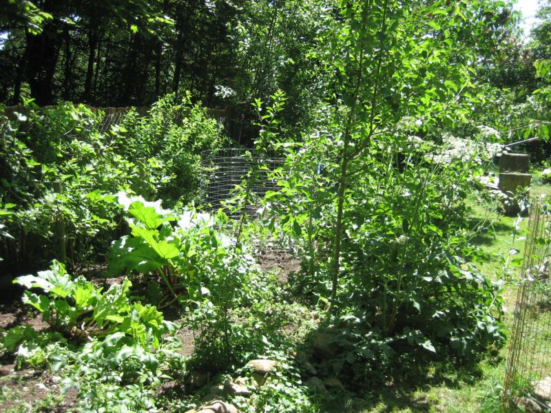 Garten62015 008.jpg