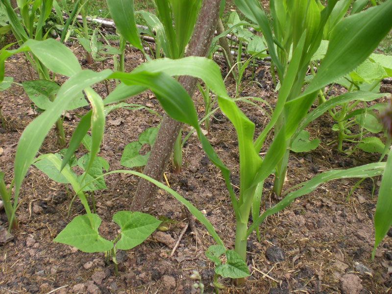 milpa.JPG