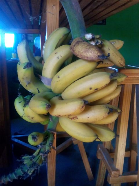 bananas.jpg