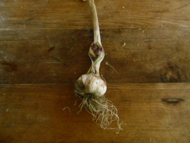 P1000179.JPG
