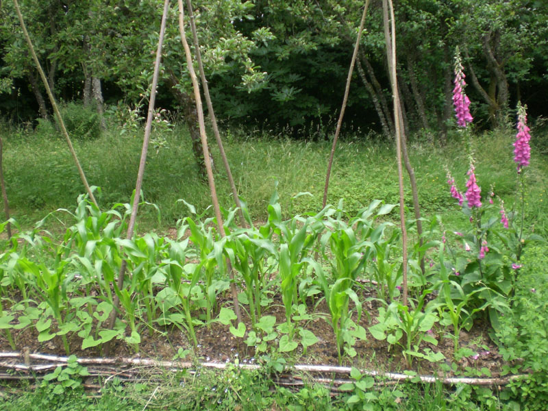 Milpa geht gut