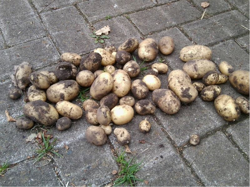 kartoffeln.jpg