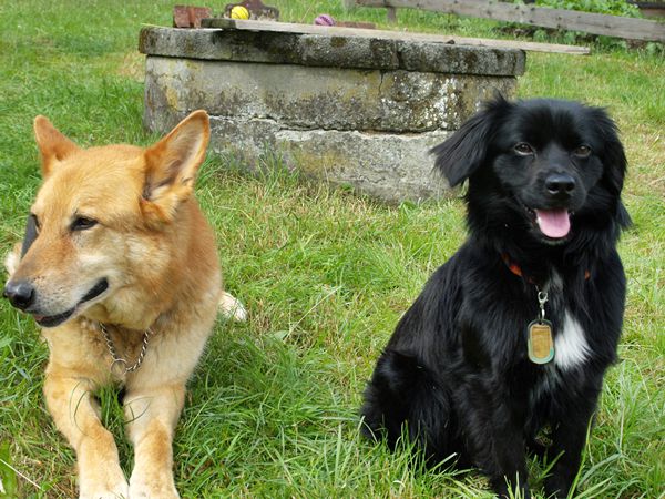 Jerry (links) und Felix
