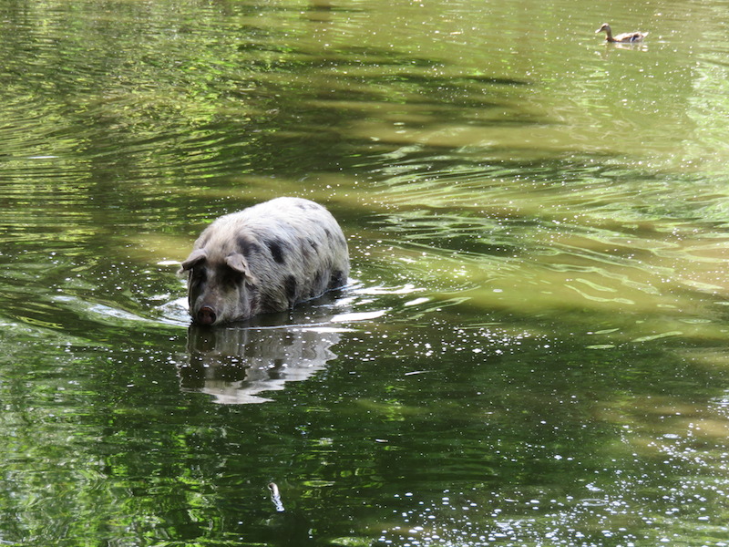 Wasserschwein