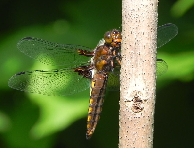 DSCN6289.JPG