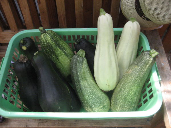 Zucchini Ernte 1,015.JPG