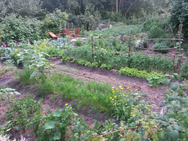 Gemüsegarten