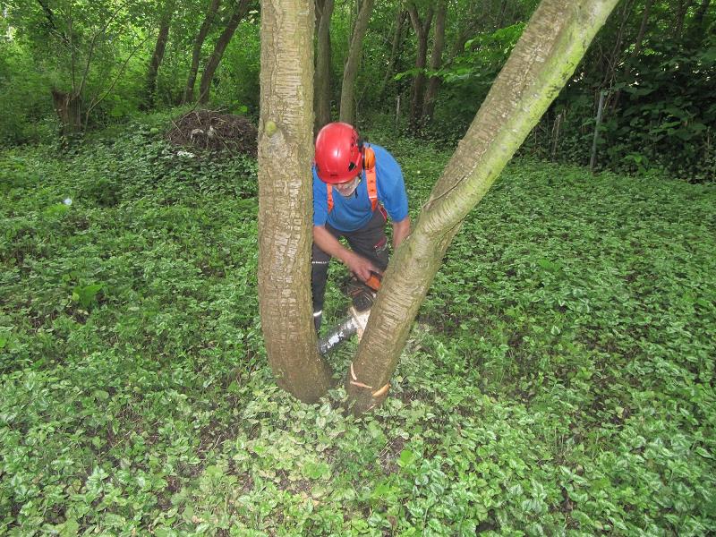 Der Meister bei der Vorführung... Baum fällt !