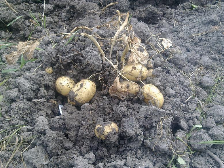 Frühkartoffel &quot;Solist&quot;