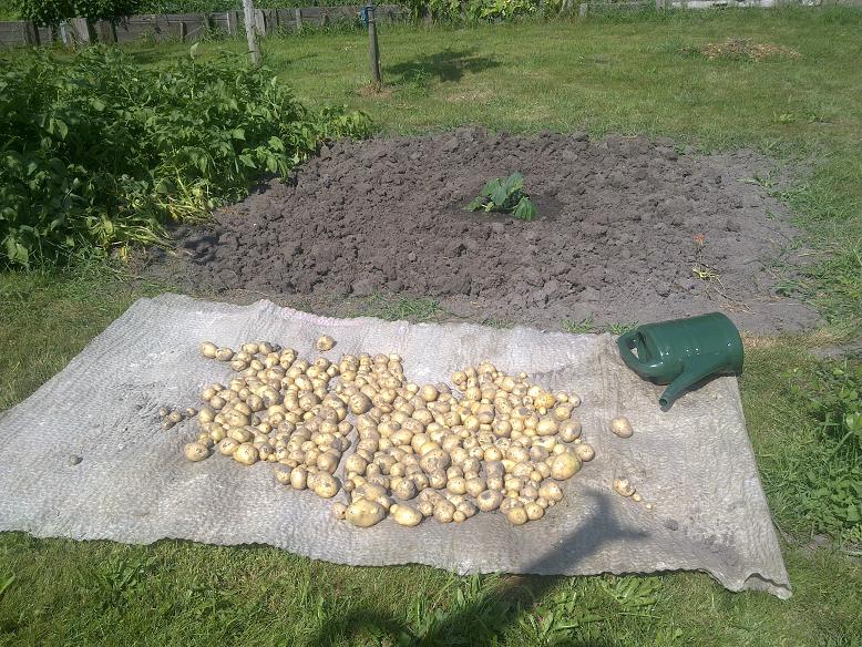 Kartoffeln raus, Kürbis rein