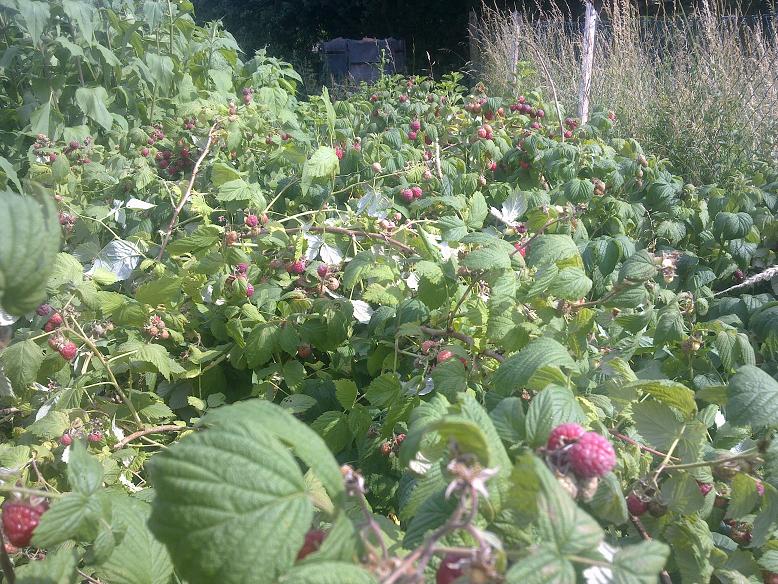 Himbeeren ohne Ende, wollen täglich geerntet werden