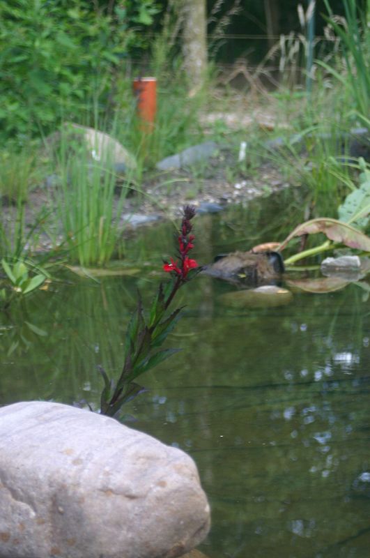 k-lobelia.jpg