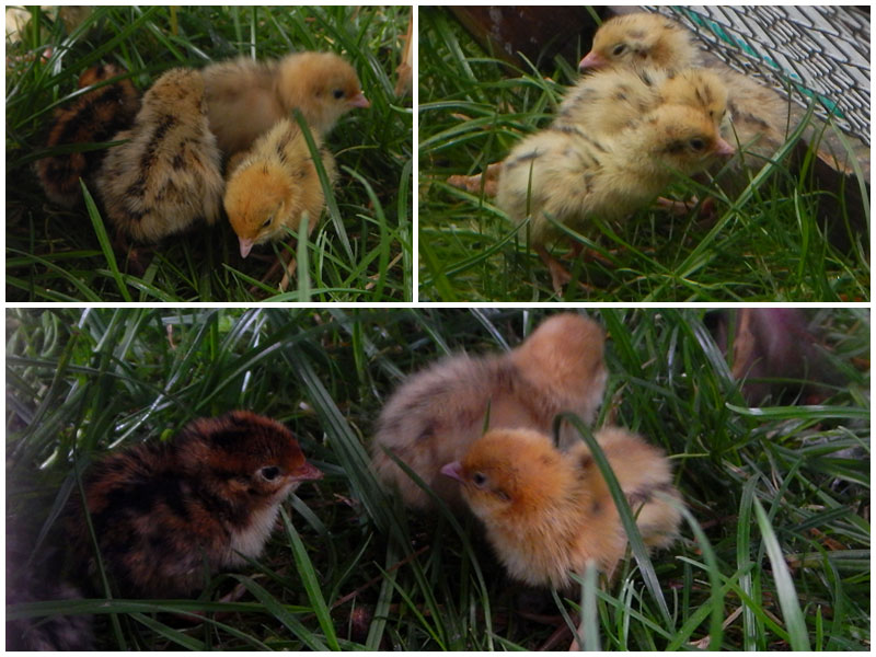 Flausch-Overload!