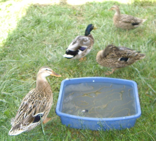 Enten im Mineralwasserbad, natürlich ohne Kohlensäure!