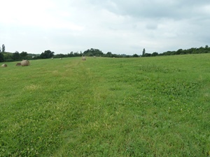 Grosse Weiden umgeben von Wald.JPG