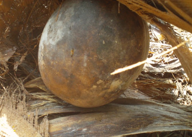 Biene an Palmwein Auffanggefäß.jpg