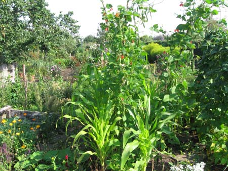Milpa 2.jpg
