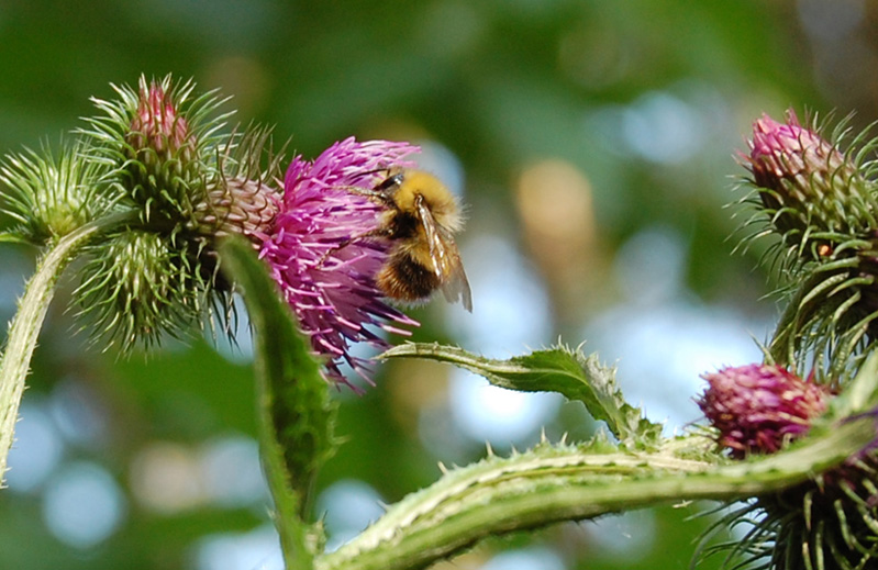 hummel kl8.jpg