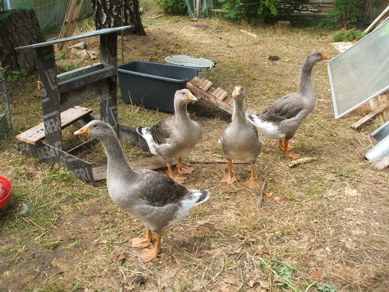 k-gänse7.jpg