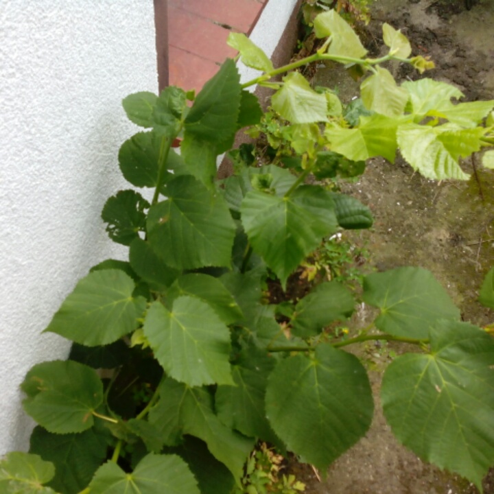 Linde Wildwuchs!